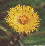 JT Kräuter Huflattich.jpg